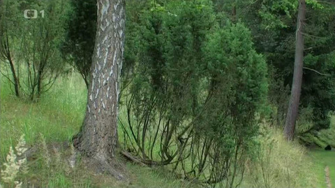 Živé srdce Evropy - Na ostrově