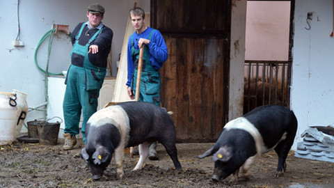 Malá farma - Dvě prasátka jdou...