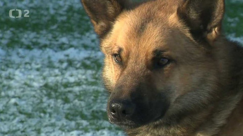 Chcete mě? - Chcete je?