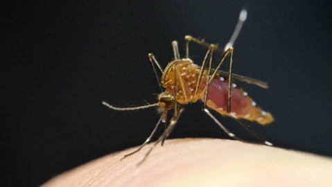 Dobrodružství vědy a techniky - Věda versus virus zika