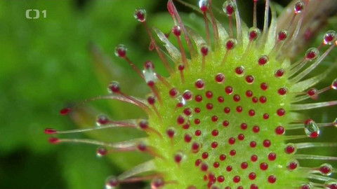 Živé srdce Evropy - Rosnatka okrouhlolistá