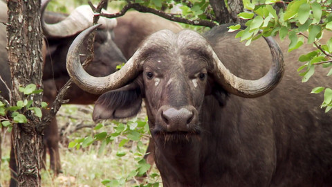 Africká abeceda - B – buvol