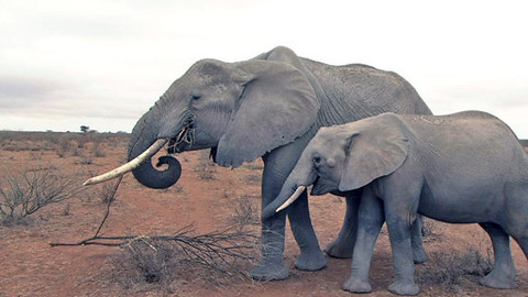 Hvězdy zvířecí říše - 1/32 Největší tvor