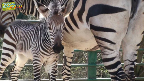 Zprávičky - 26. března 2024