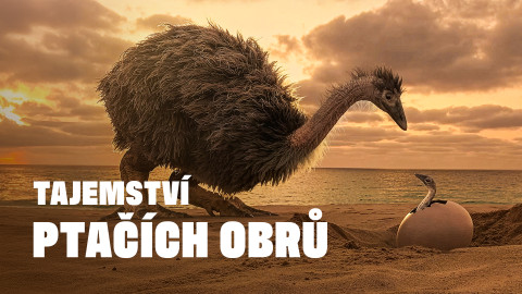 Tajemství ptačích obrů