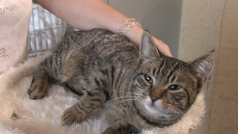 Chcete mě? - Chcete je?