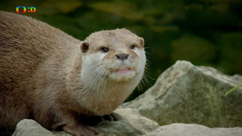 S Hubertem do lesa - Botožrout