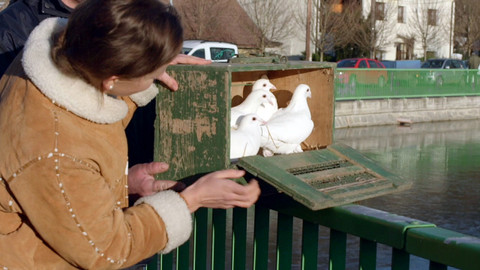 Co naše babičky uměly a na co my jsme zapomněli - Pírko holubí