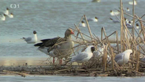 Živé srdce Evropy - Vrbenské rybníky