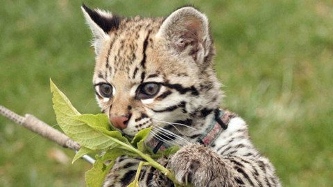 Máte mě! - 17. června 2012