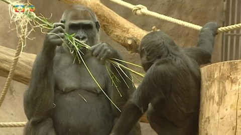 Náš zvěřinec - Za mláďaty do Zoo Praha