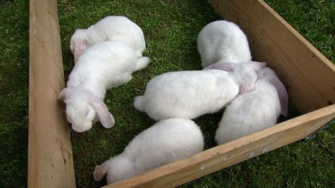 Hobby naší doby - Hoby naší doby