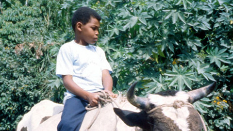 Můj mazlíček - 4/26 Carlos a jeho býk