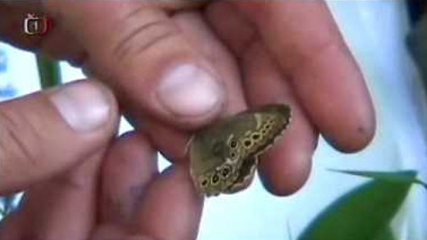 Živé srdce Evropy - Okáč jílkový