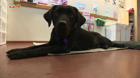 Zprávičky - 21. května