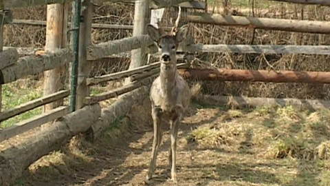 Tisíc let české myslivosti - 10. června 2011