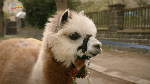 Zvířecí profesionálové - Lamy, které rozumějí dětem