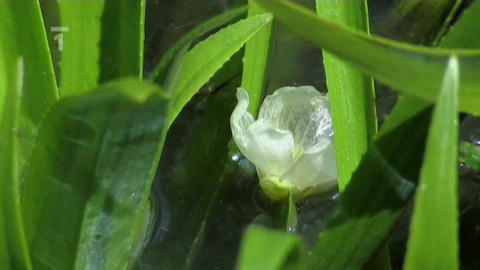 Živé srdce Evropy - Řezan pilolistý