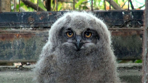 Příběhy zvířecích miminek - Epizoda 27/28