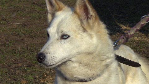 Chcete mě? - Chcete je?