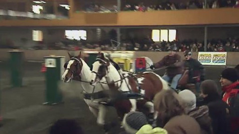 Jezdectví - Halové závody jezdeckých spřežení