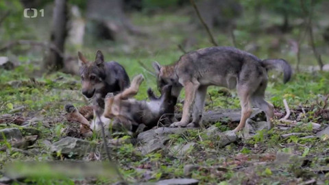 Týden v regionech (Ostrava) - 5. prosince 2020