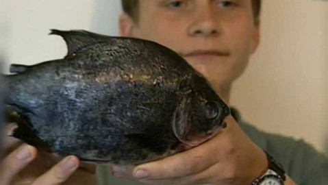 Archiv ČT24 - Ryby a rybáři