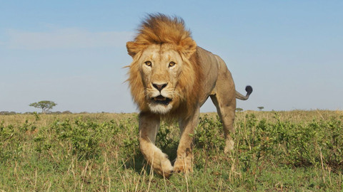 Serengeti - 4/6 Vůdcovství