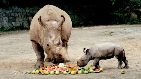 Přežili rok 2000 - 6/6 Poslední šance pro severní bílé nosorožce