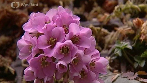 Objektiv - 24. dubna 2005