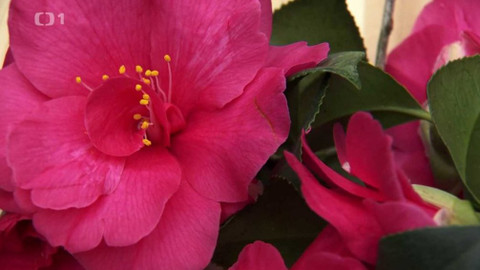 Polopatě - 2. února 2020