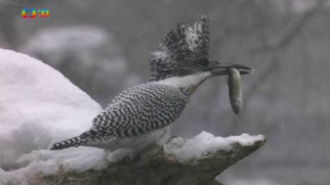 Hvězdy zvířecí říše - 30/32 Nejlepší lovec horských potoků a řek