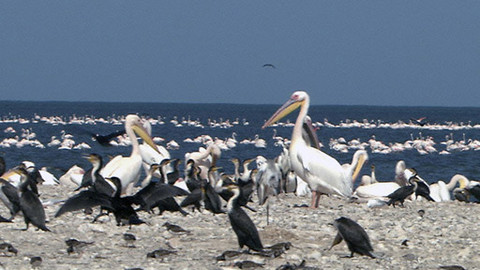 Obdivuhodný svět přírody - Vodní ptáci na Sahaře