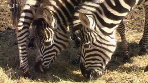 Toulavá kamera - 21. dubna 2013