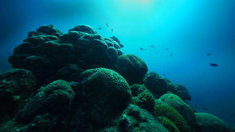 Tayrona - 2/2 Pobřeží