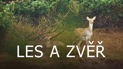 Les a zvěř