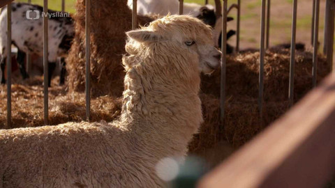 Tamtam - 1/16 Tamtam plus