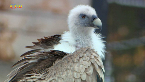 Terčin zvířecí svět - 8. března 2024