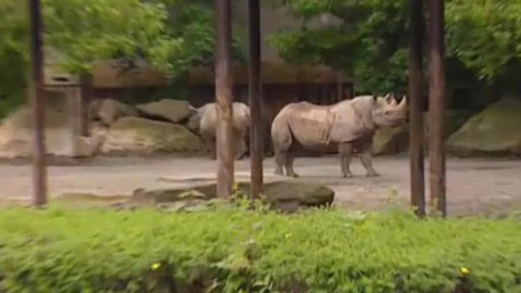 Nedej se! - Severní bílí nosorožci