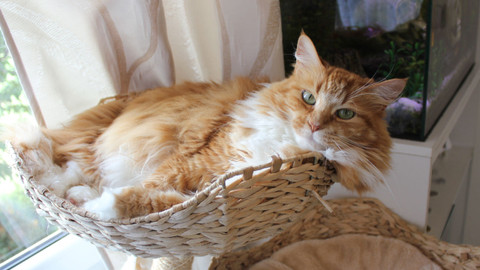 Kočka není pes - Nedůtklivý Mufík a ustrašený Kamil