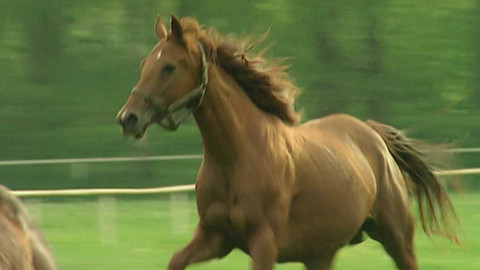 Jak se žije... - Jak se žije dostihovým koním podle Ondřeje Havelky