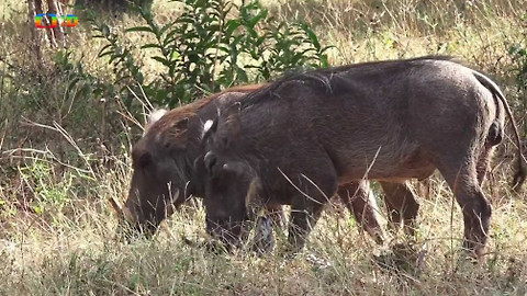 Africká abeceda - P – prase