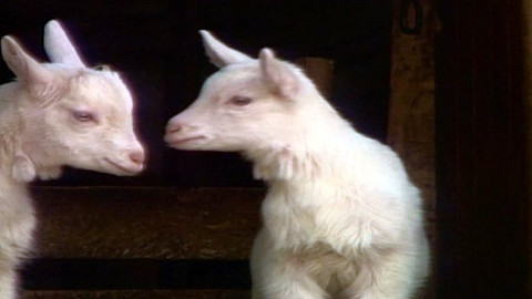 Pod pokličkou - Velikonoce či pesach, v jídle má to přesah