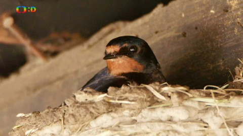 Frnk z hnízda - Epizoda 12/13