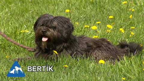 Chcete mě? - Chcete je?