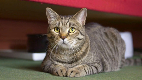 Kočka není pes - Mlsný Ferda a neposlušná smečka kříženců