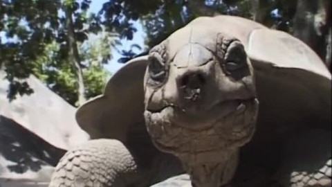 Dětská encyklopedie světa - 13/21 Želva