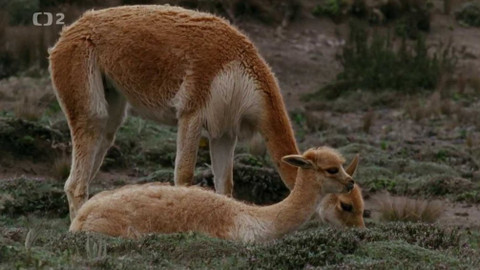 Dobrodružství vědy a techniky - Vikuně - divoké lamy And