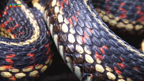 Atlas zvířat - Atlas zvířat