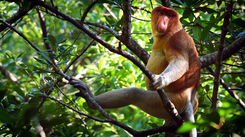 Češi zachraňují - Češi zachraňují... opice kahau v Indonésii